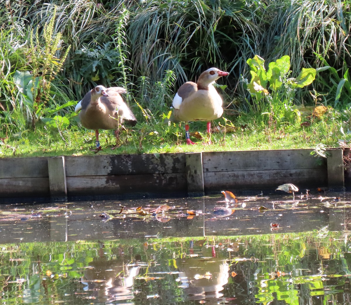 埃及雁 - ML647088024