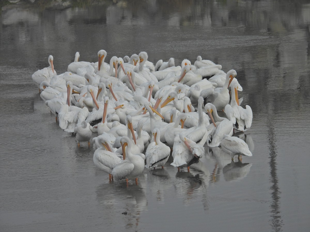 American White Pelican - ML647088028