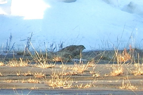 Chestnut-collared Longspur - ML647088029