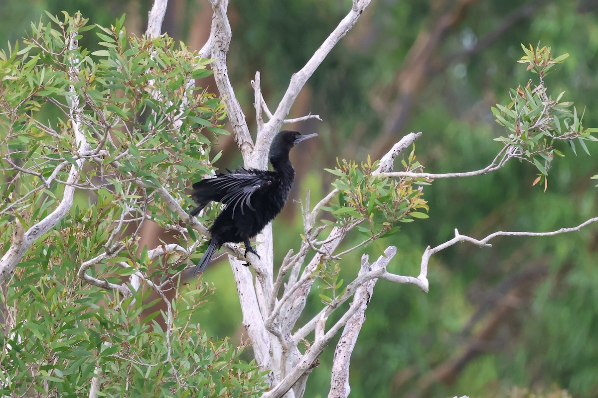 kormorán australský - ML647088037