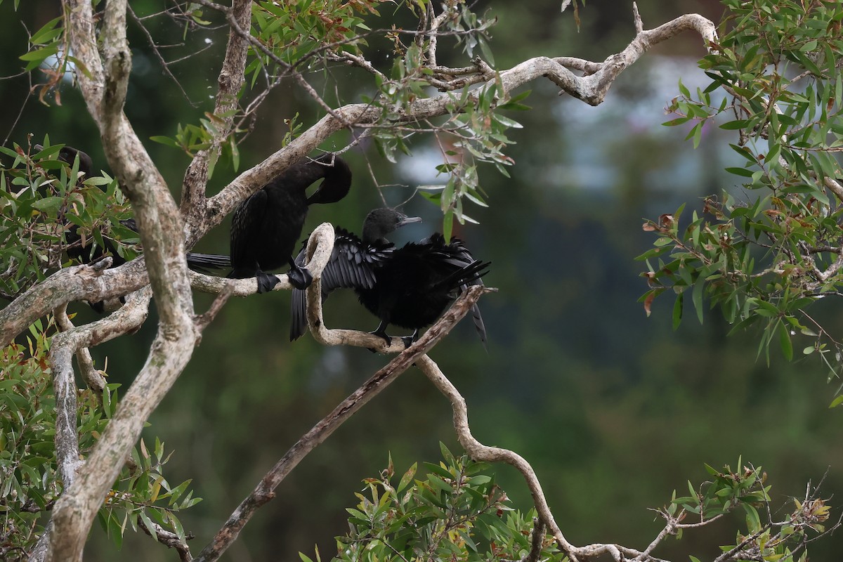 kormorán australský - ML647088038