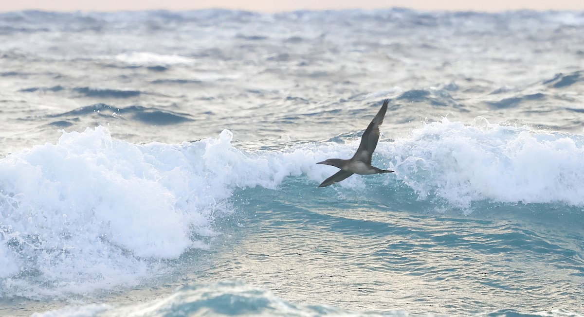 Alcatraz Atlántico - ML647088040