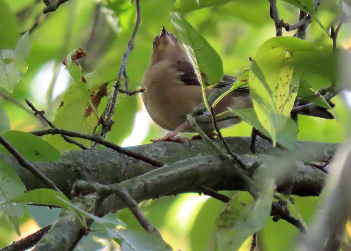 Common Chaffinch - ML647088042