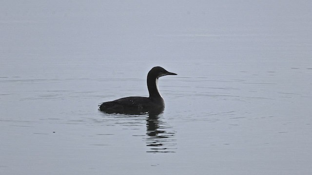 Pacific Loon - ML647088060