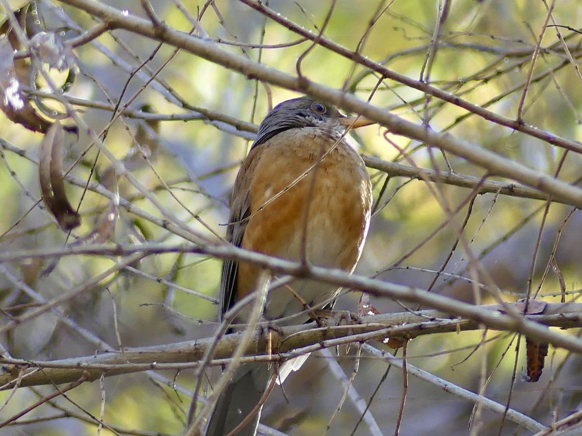 Zorzal Dorsirrufo - ML647088070