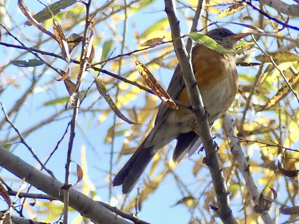 Zorzal Dorsirrufo - ML647088071