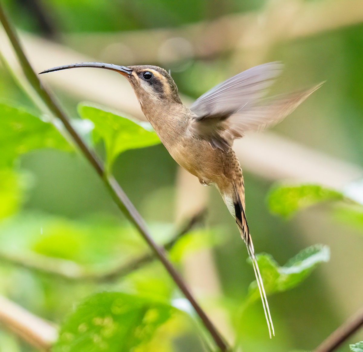 Great-billed Hermit - ML647088074