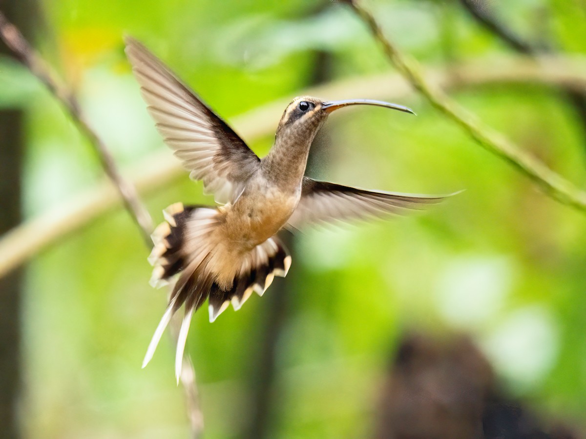 Great-billed Hermit - ML647088075