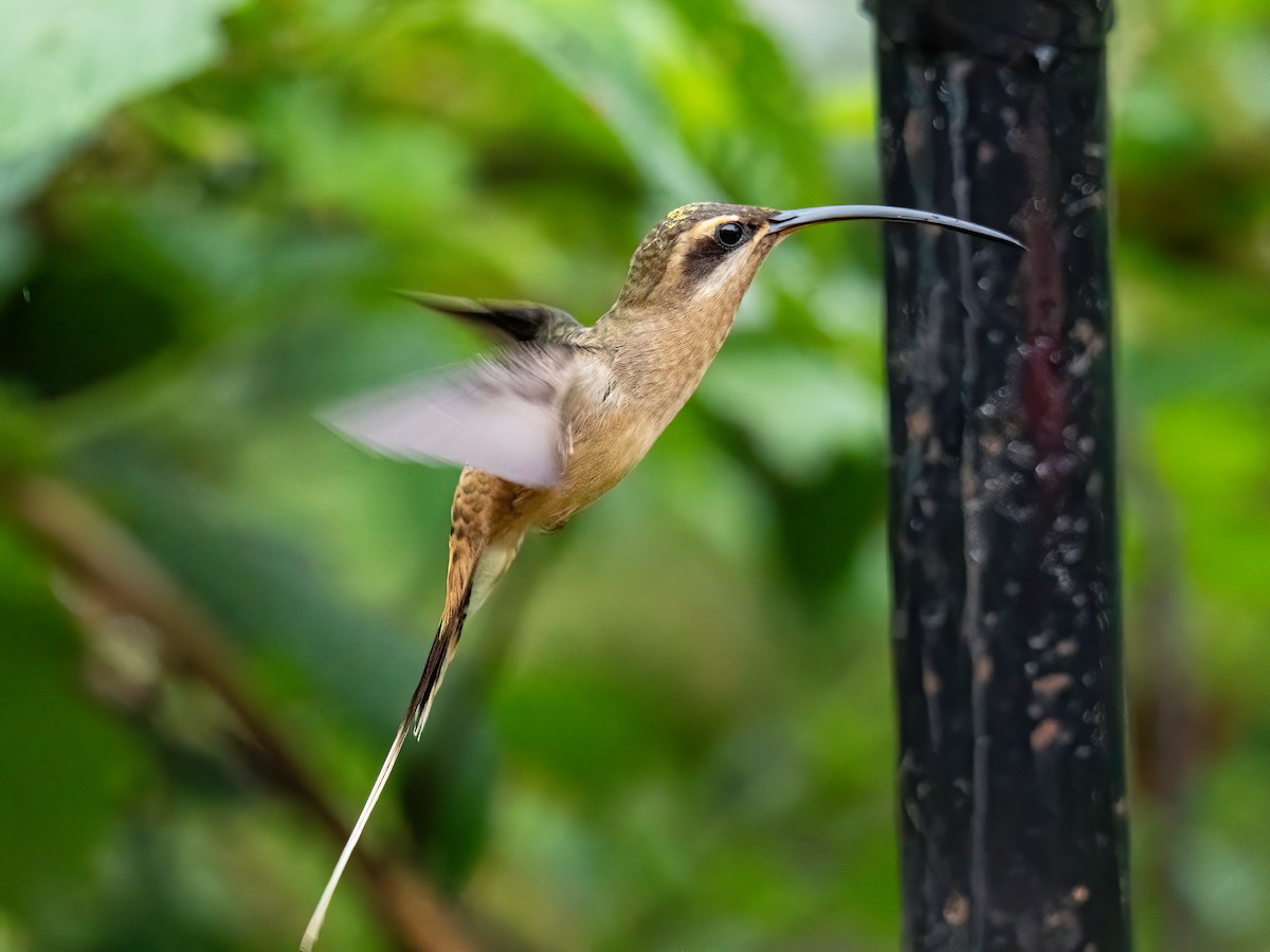 Great-billed Hermit - ML647088076