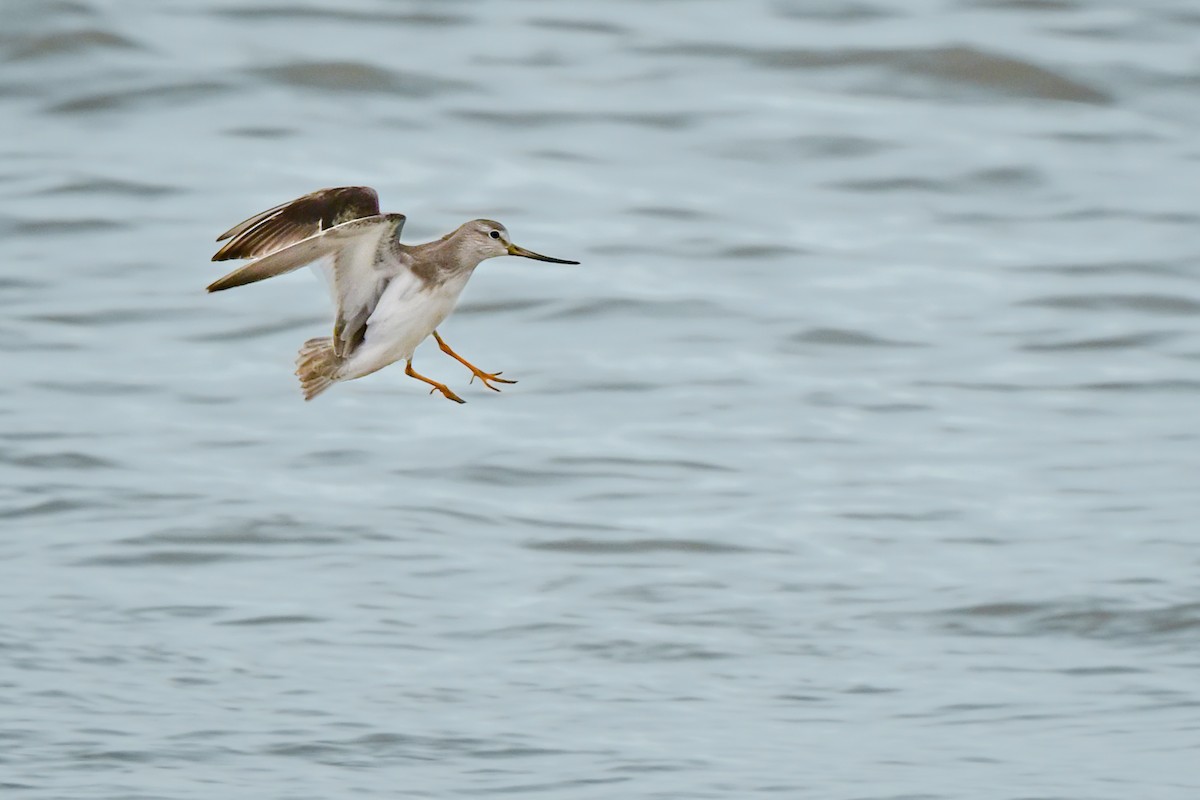 Terek Sandpiper - ML647088081
