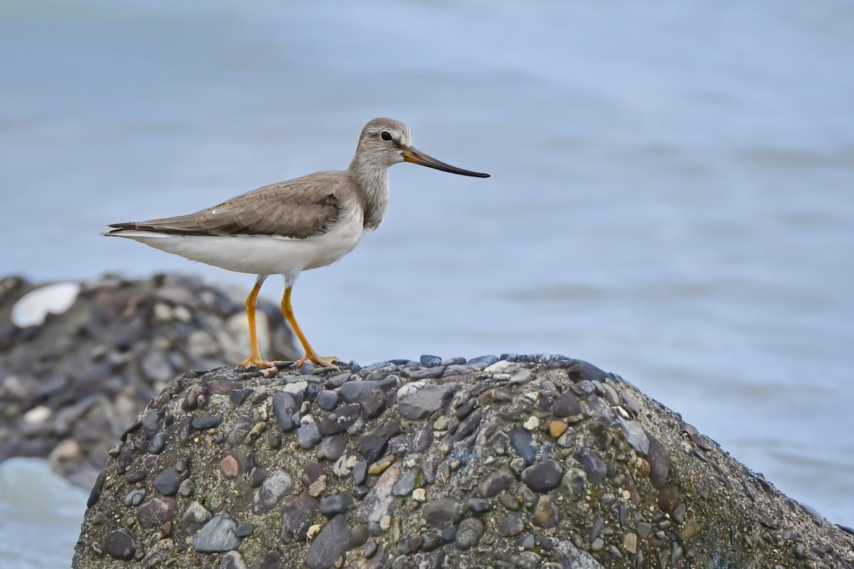 Terek Sandpiper - ML647088082