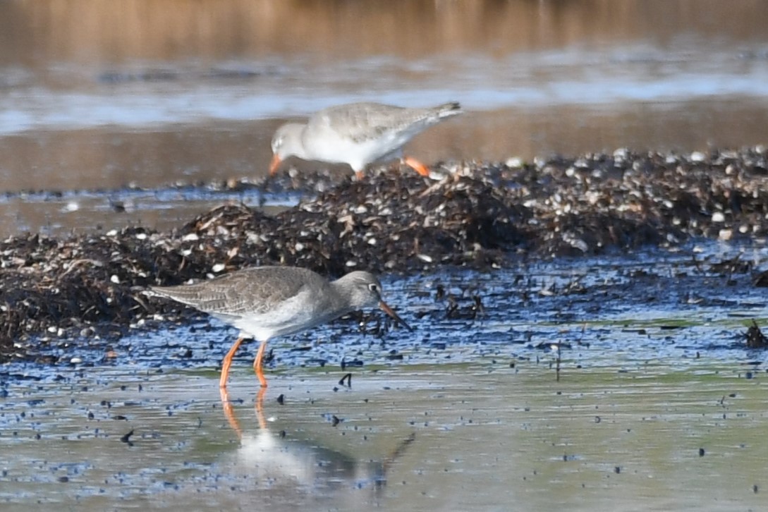 Common Redshank - ML647088083