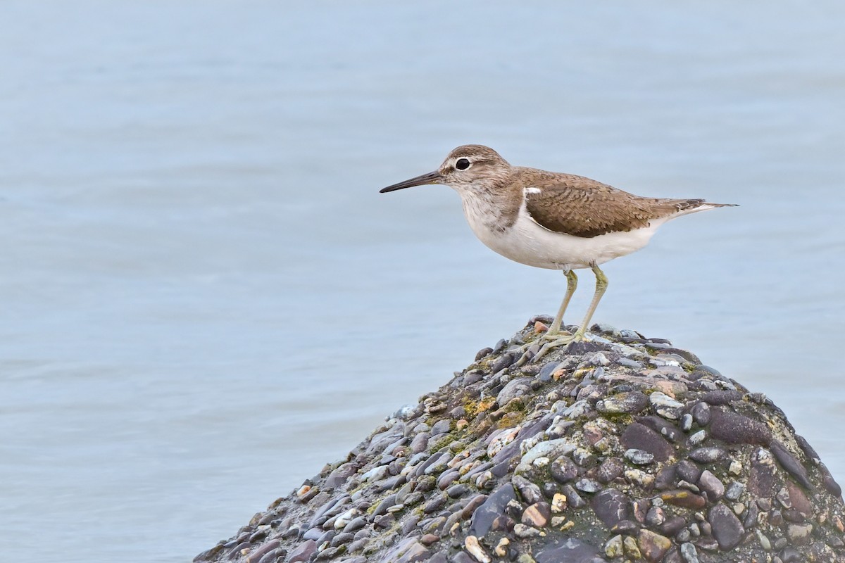 Common Sandpiper - ML647088090