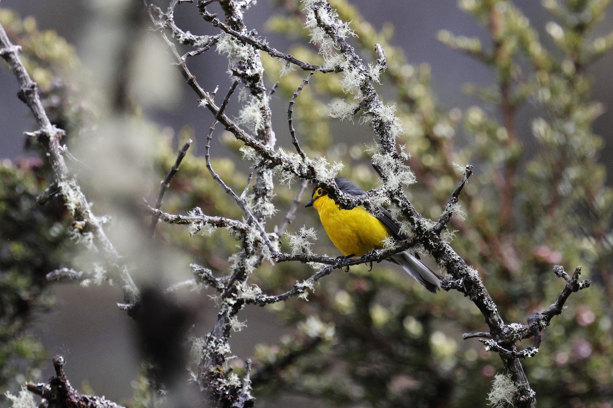 Spectacled Redstart - ML647088096