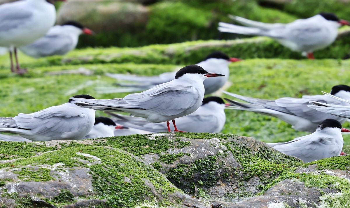 שחפית ים - ML647088097