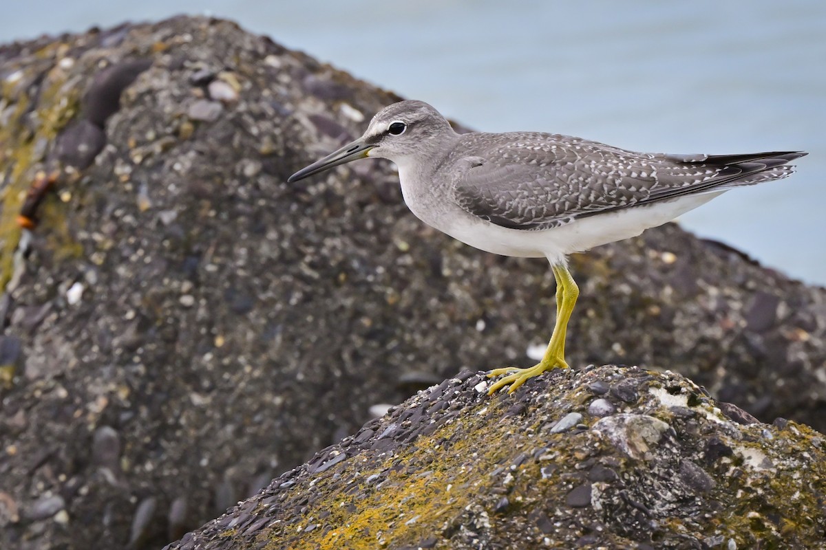 Gray-tailed Tattler - ML647088103