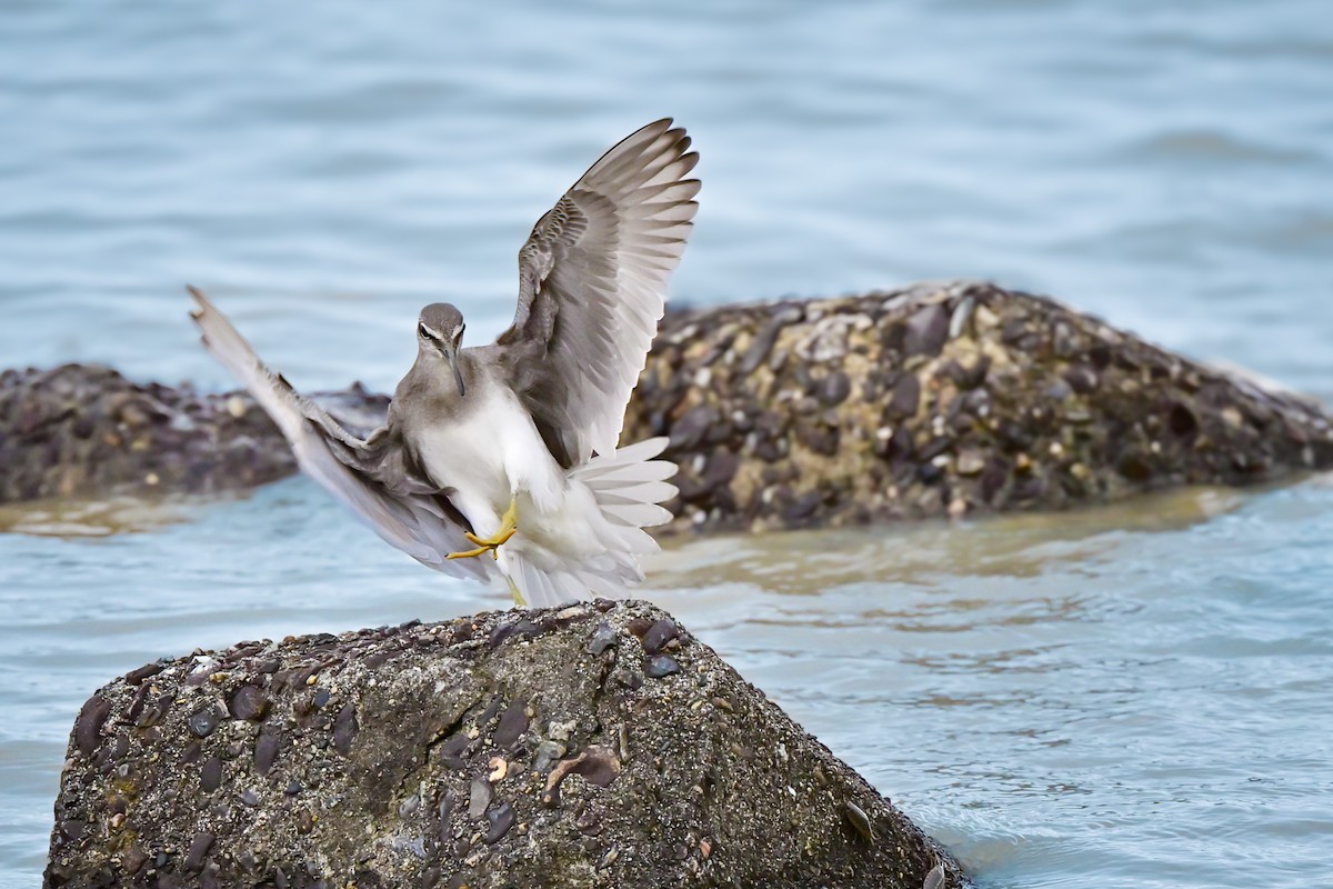 Gray-tailed Tattler - ML647088104