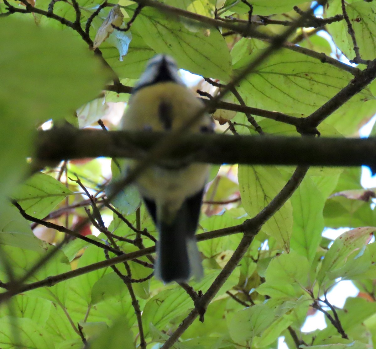 Eurasian Blue Tit - ML647088105