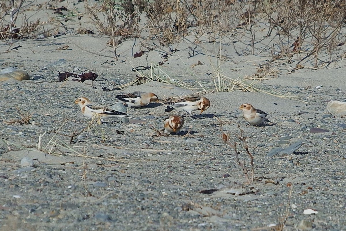 Snow Bunting - ML647088107