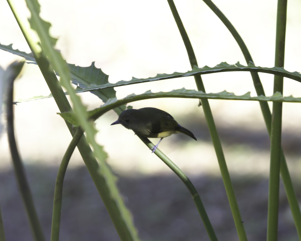 Ockerbauch-Pipratyrann - ML647088109