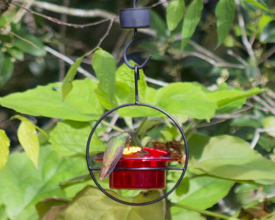 Buff-bellied Hummingbird - ML647088110