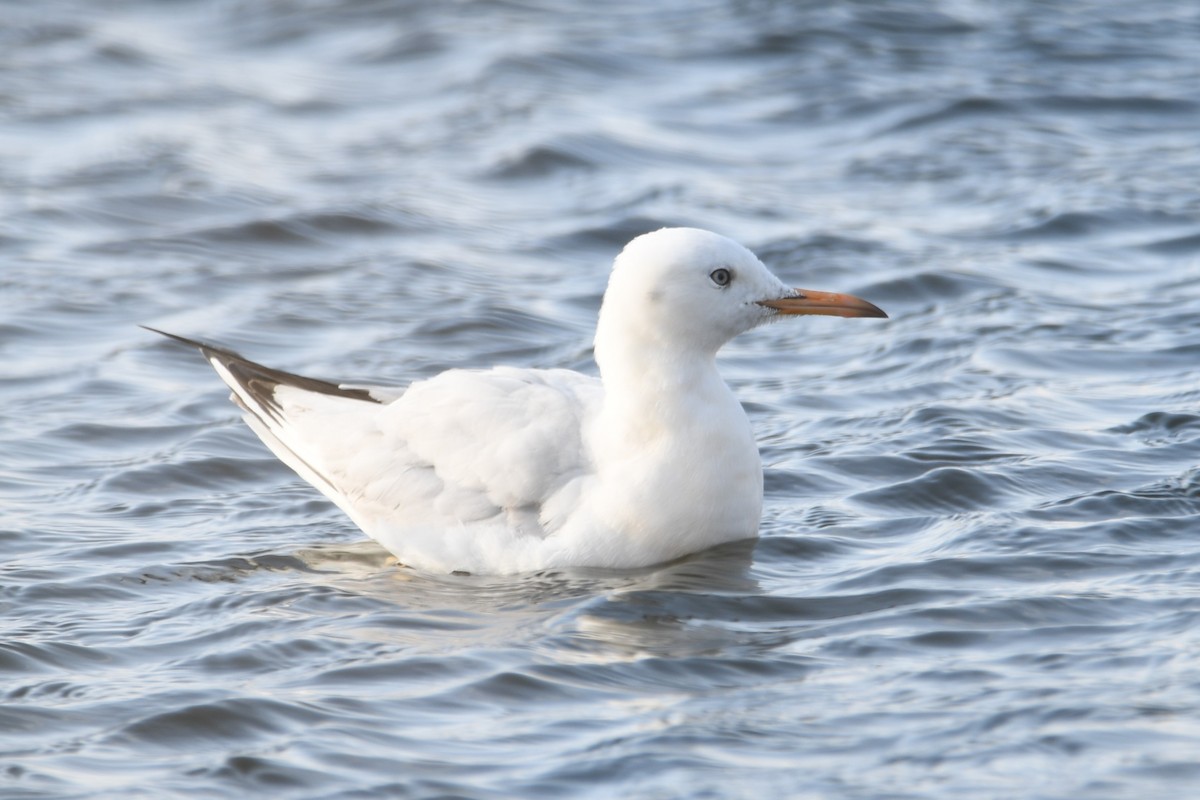 Морской голубок - ML647088112