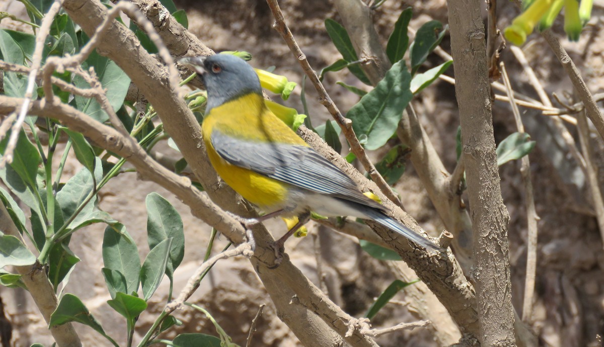 Gray-hooded Sierra Finch - ML647088113