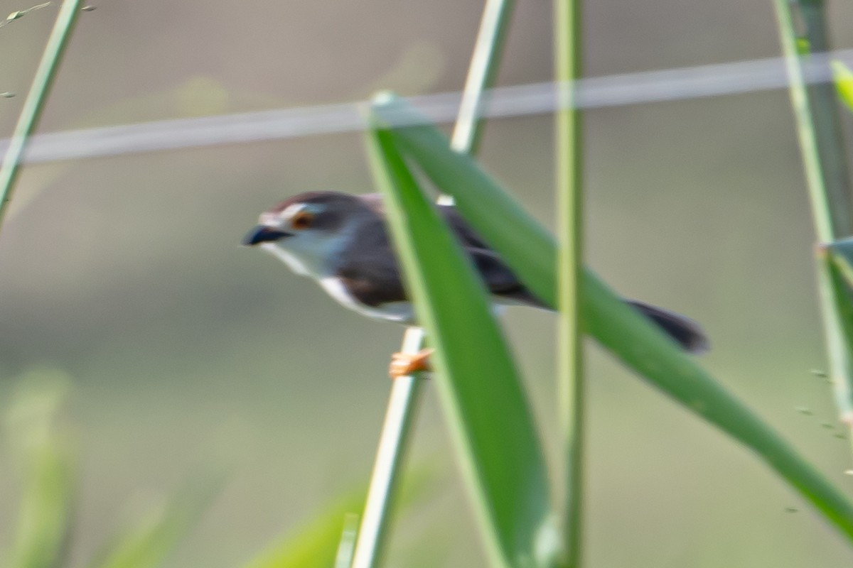 Yellow-eyed Babbler - ML647088117
