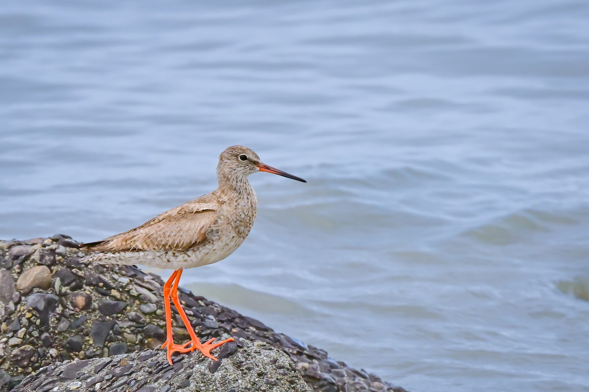 Common Redshank - ML647088118