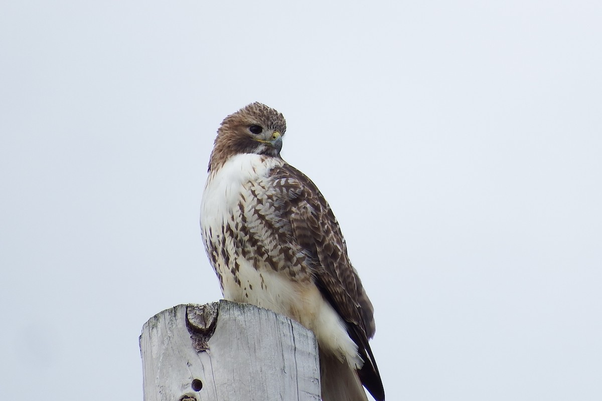 Red-tailed Hawk - ML647088119