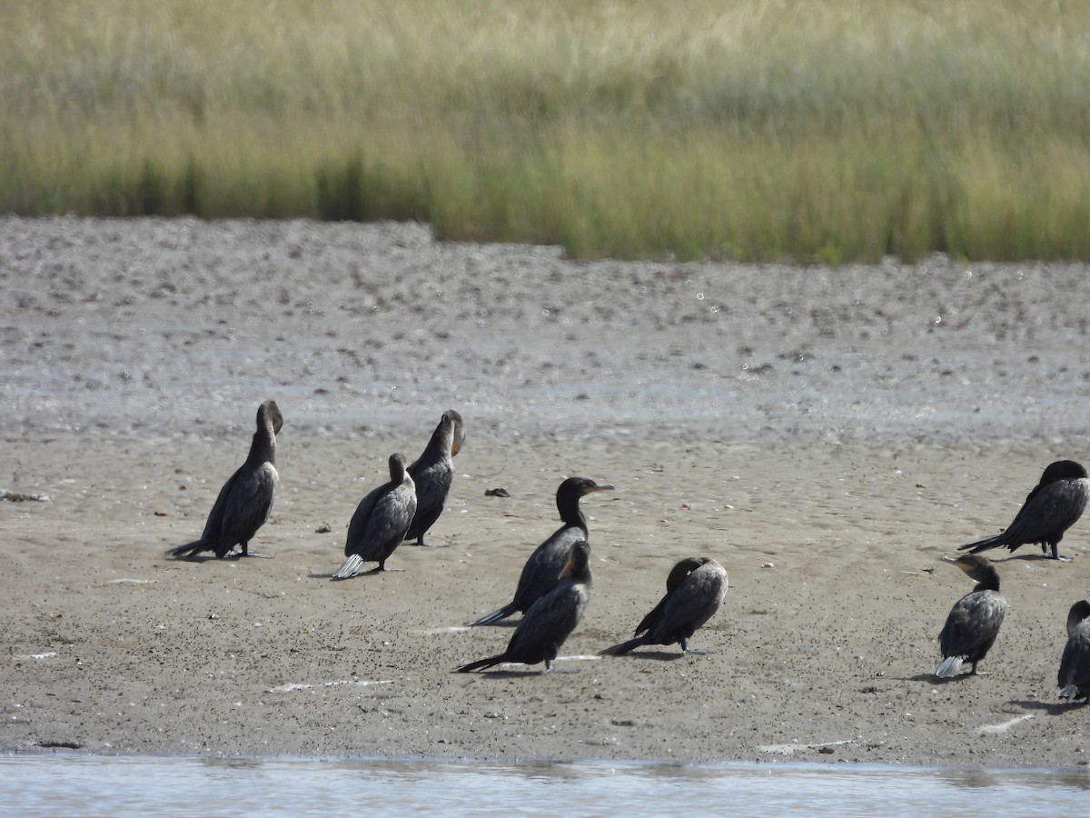 flodskarv - ML647088142