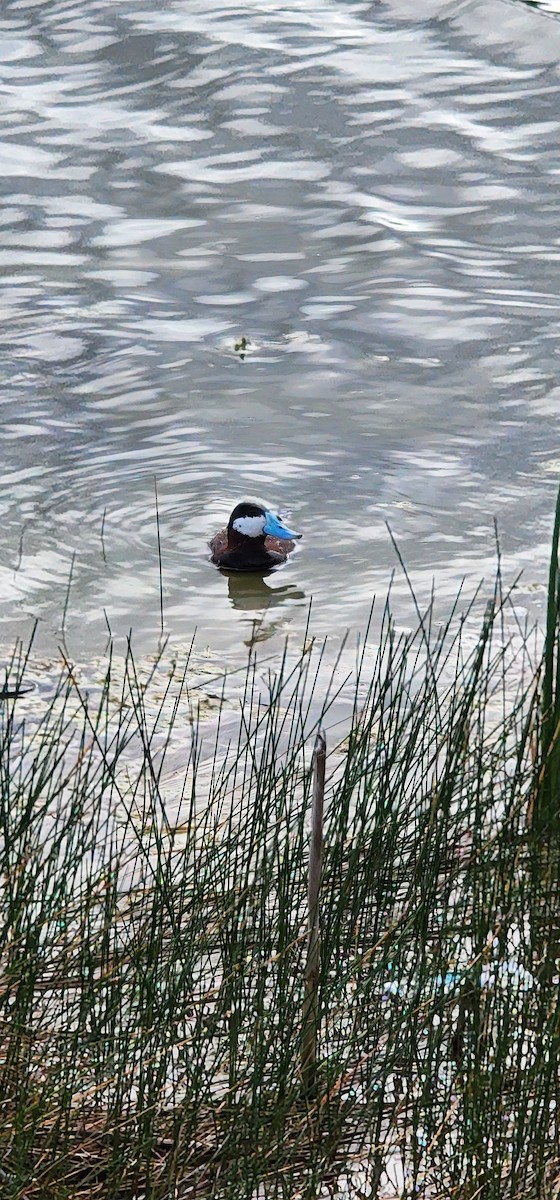 Ahate herdoiltsua - ML647088151