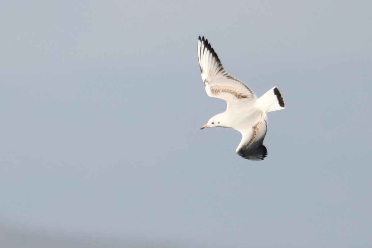 Black-headed Gull - ML647088172