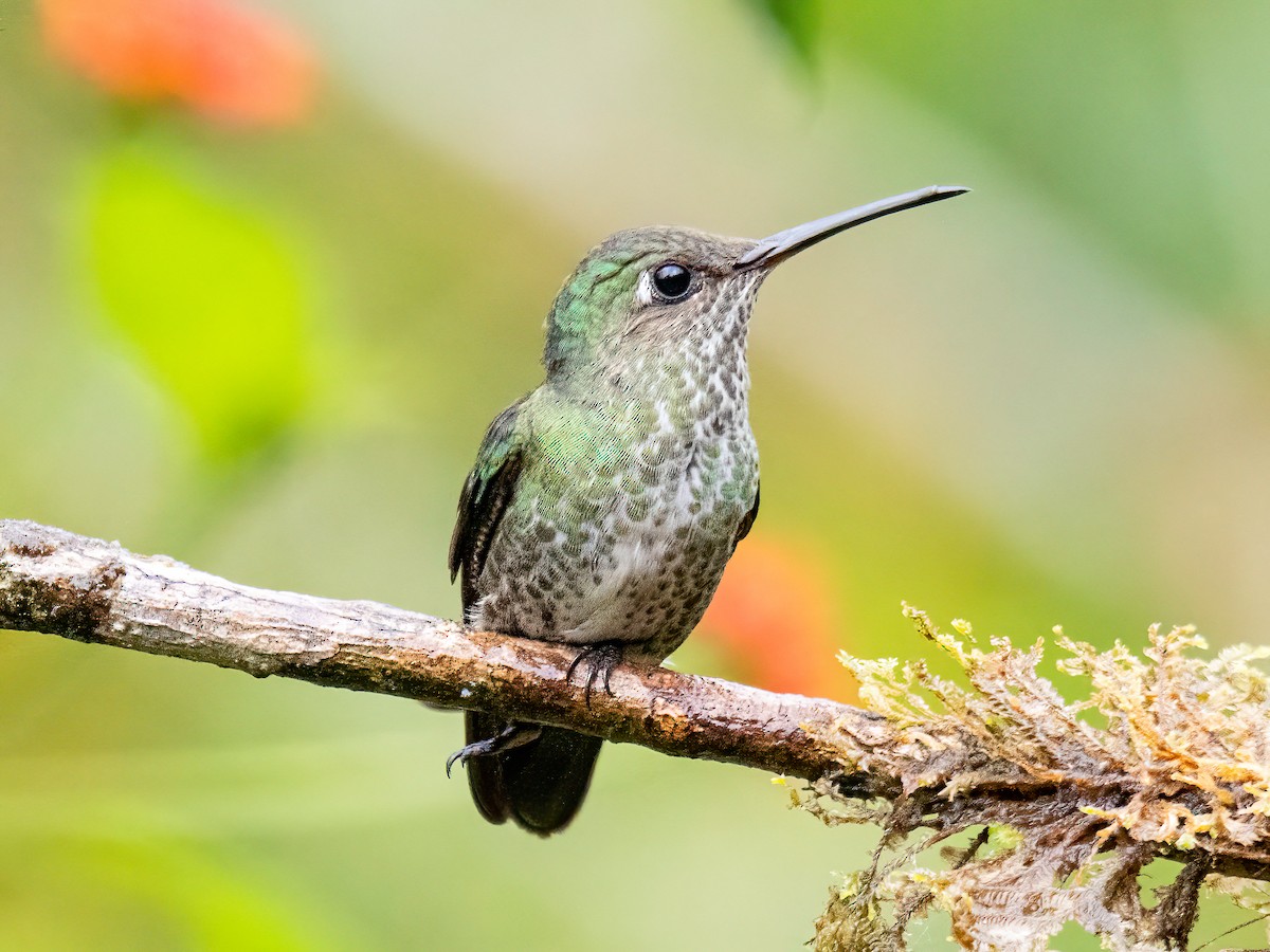 Tropfenkolibri - ML647088191