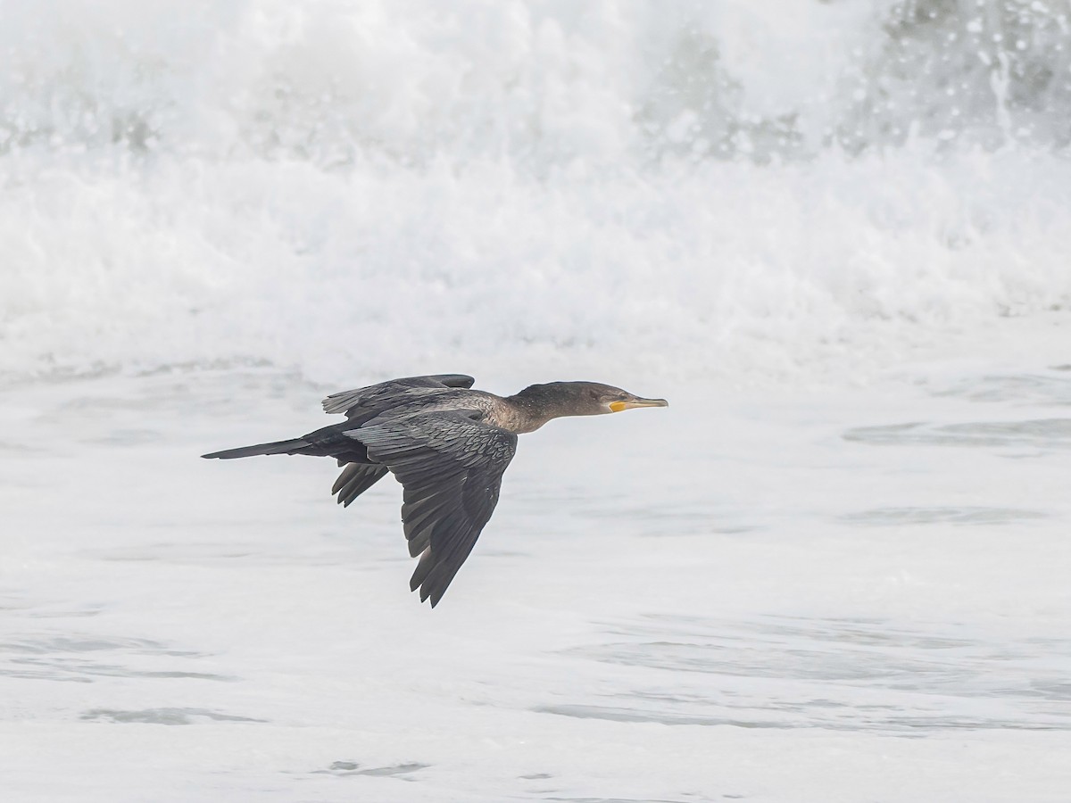 flodskarv - ML647088214