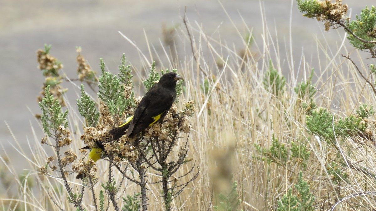 Black Siskin - ML647088216