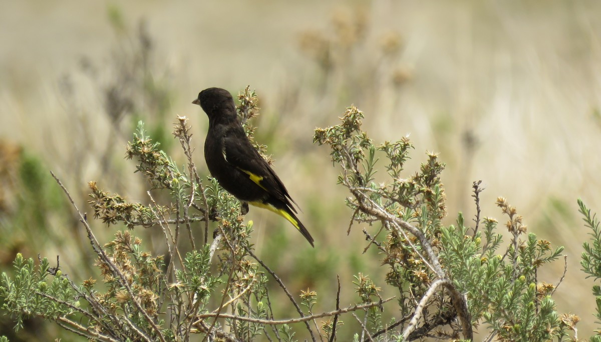 Black Siskin - ML647088217
