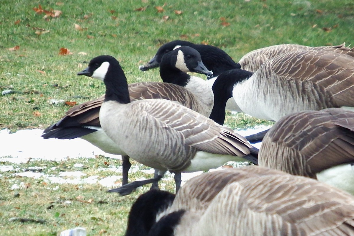 Cackling Goose - ML647088218