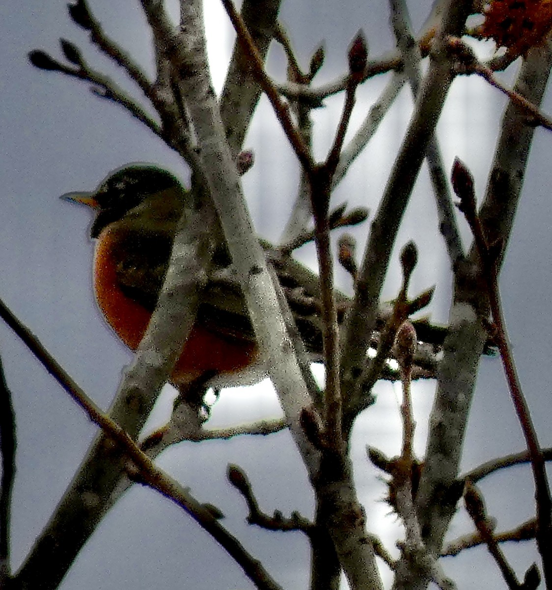 コマツグミ - ML647088221