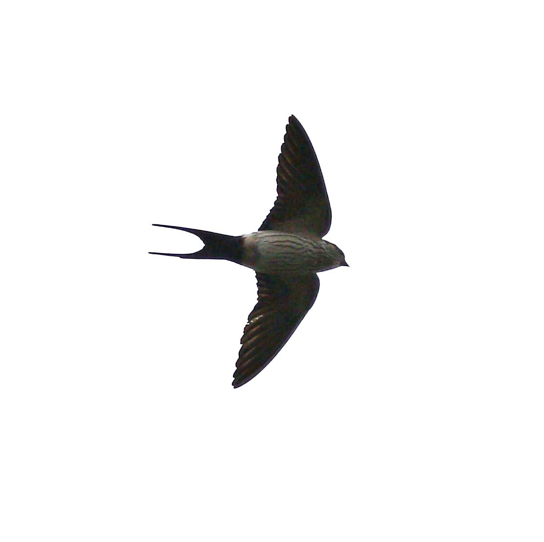 Eastern Red-rumped Swallow - ML647088225