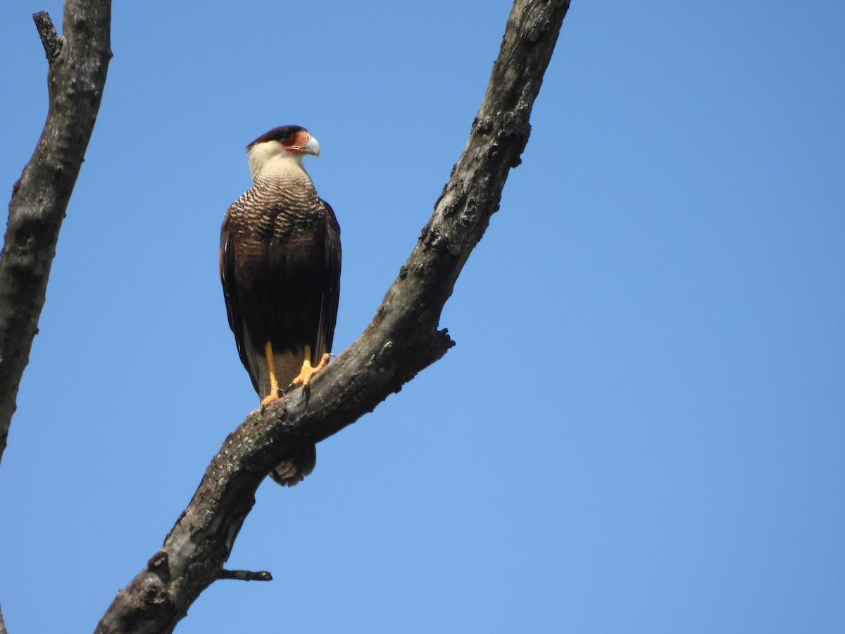 Crested Caracara (Southern) - ML647088236
