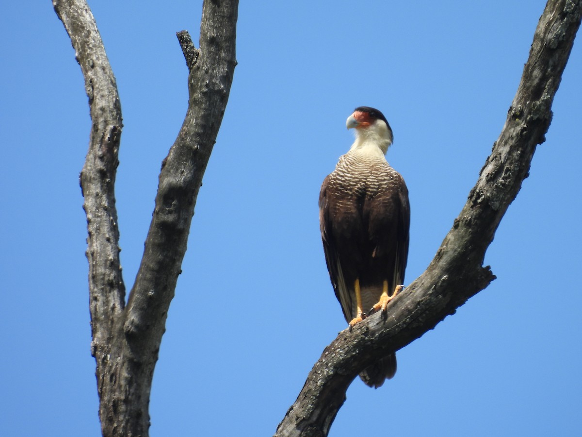 Crested Caracara (Southern) - ML647088237