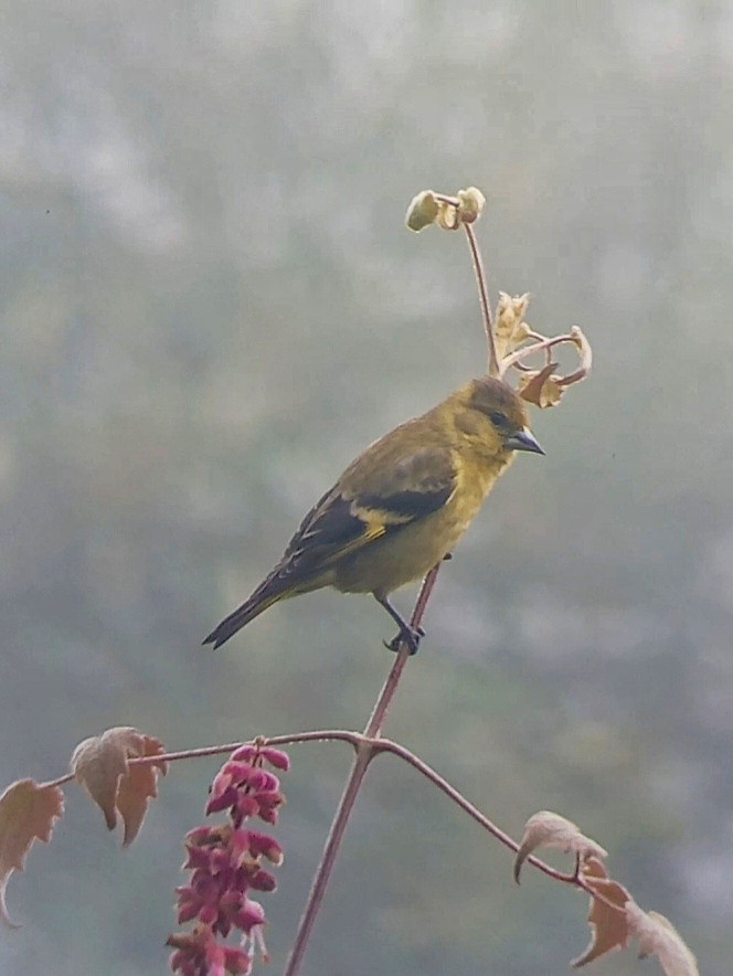 Black-headed Siskin - ML647088242