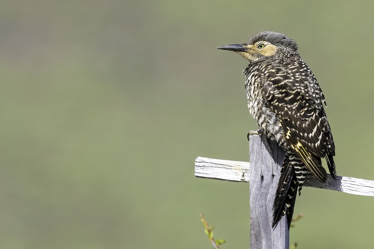 Chilean Flicker - ML647088246
