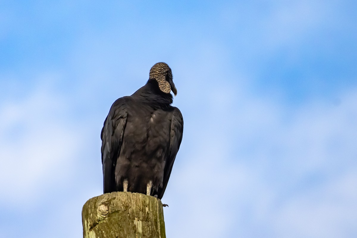 Black Vulture - ML647088247