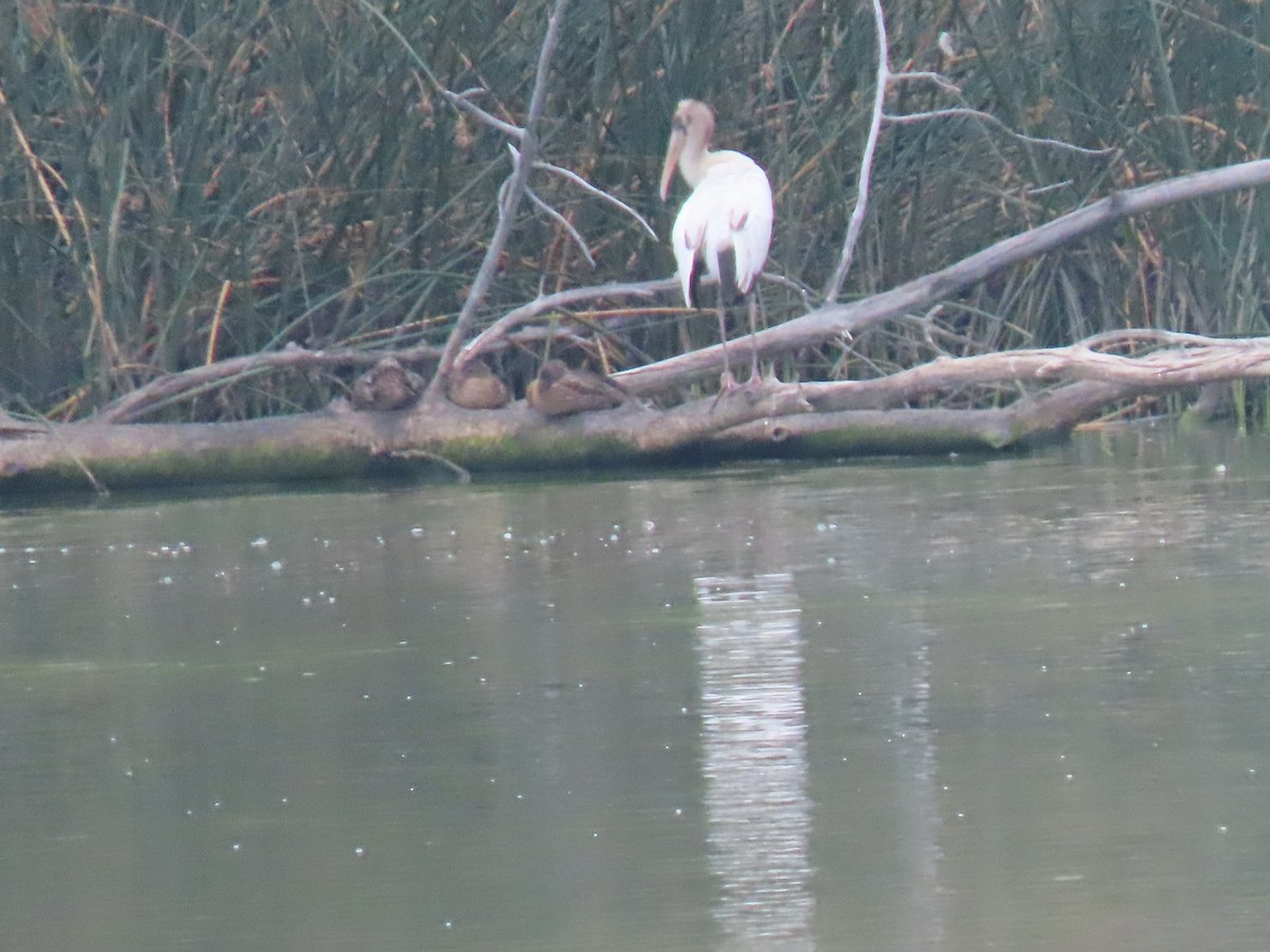 Wood Stork - ML647088248