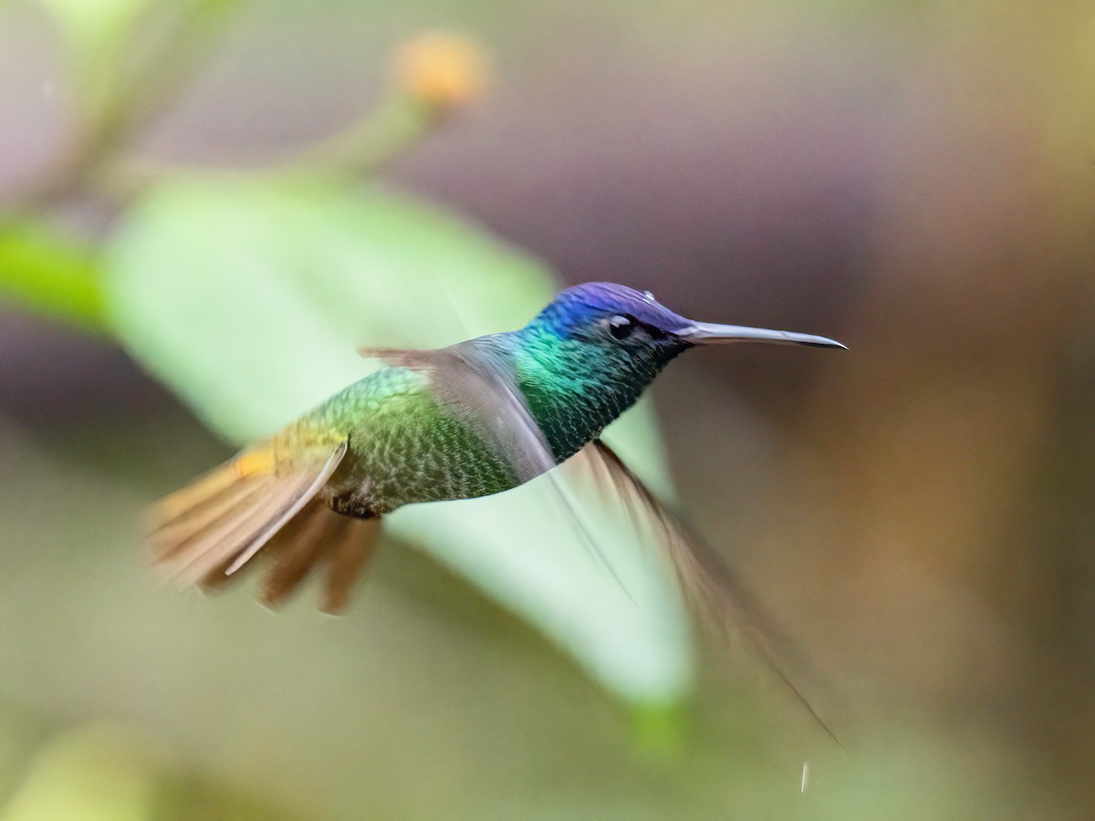 Golden-tailed Sapphire - ML647088250