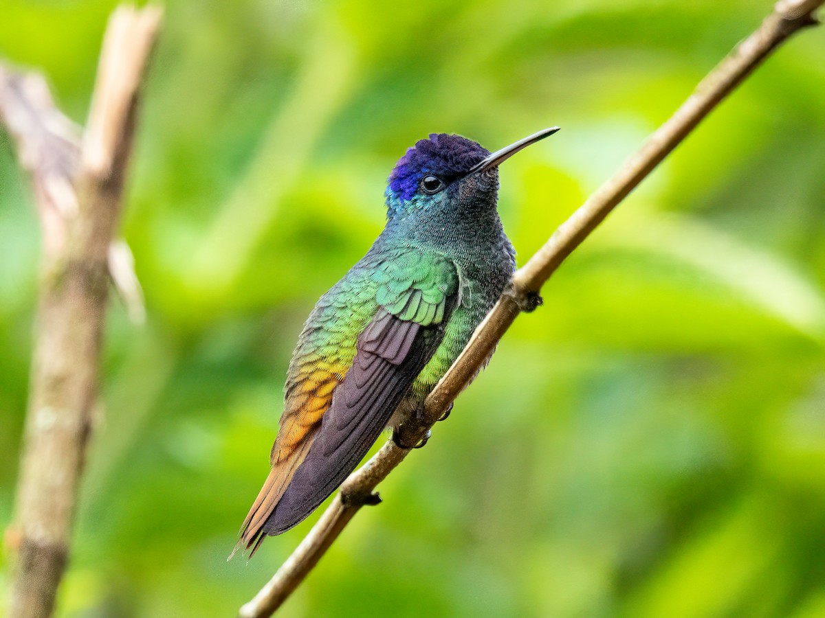 Golden-tailed Sapphire - ML647088251