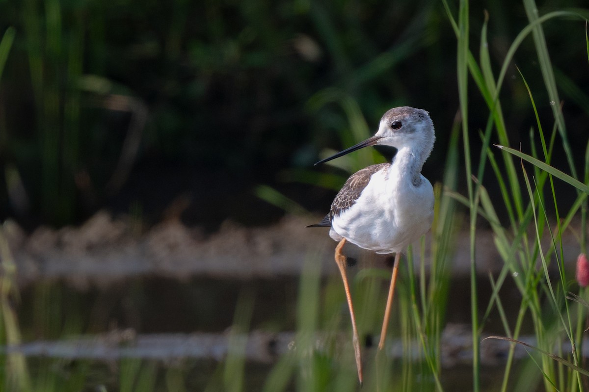 Black-winged Stilt - ML647088253