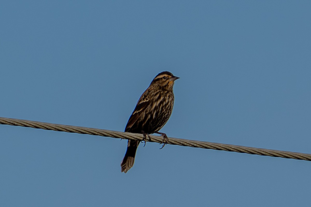 Red-winged Blackbird - ML647088257